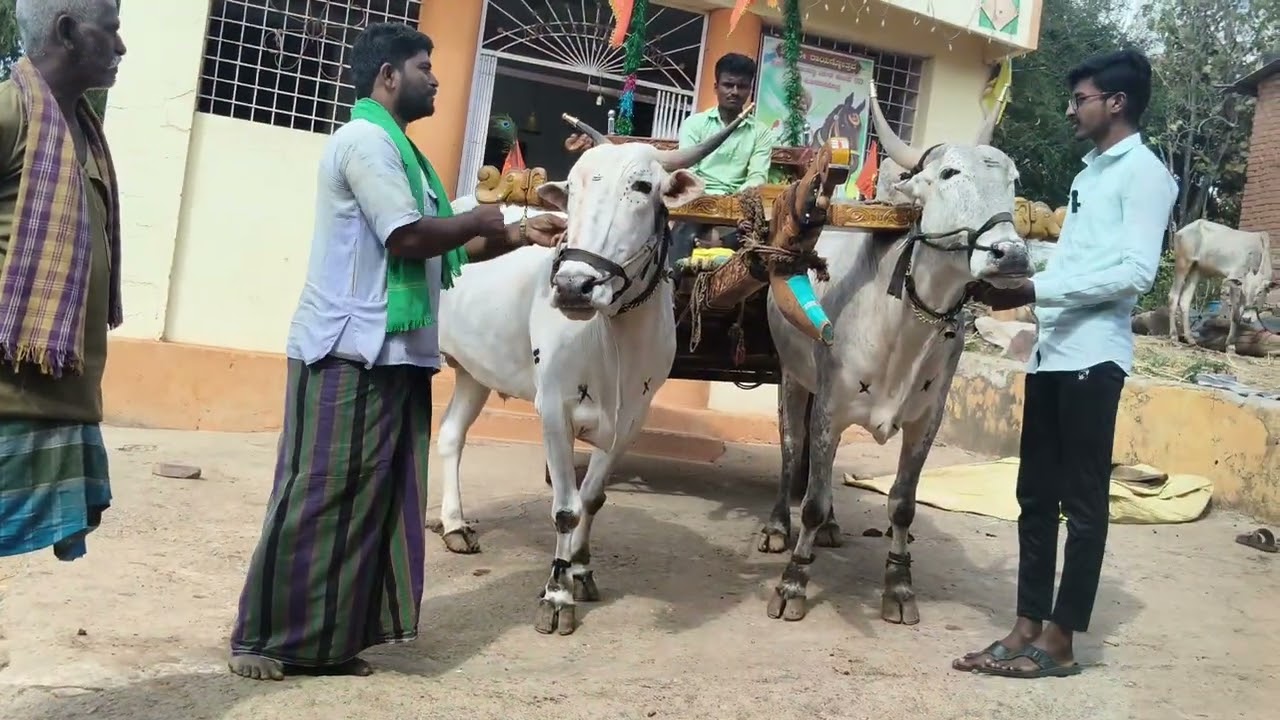 ಉಳವಿ ಚನ್ನಬಸವೇಶ್ವರ ಜಾತ್ರೆಯ ತಯಾರಿಯ ಎರಡನೇ ಭಾಗ | 