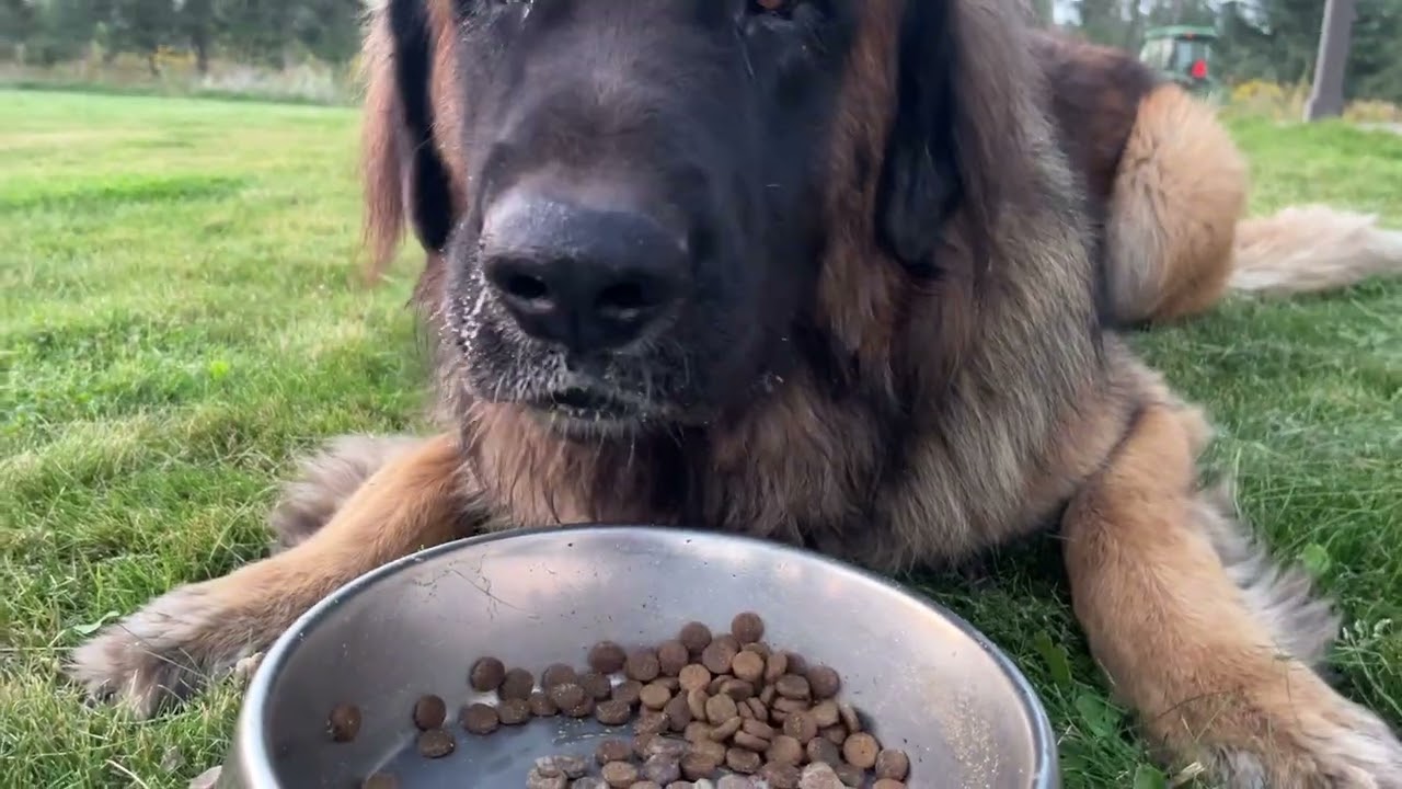 Feeding time for our Leonberger dogs, Rocky and Odin