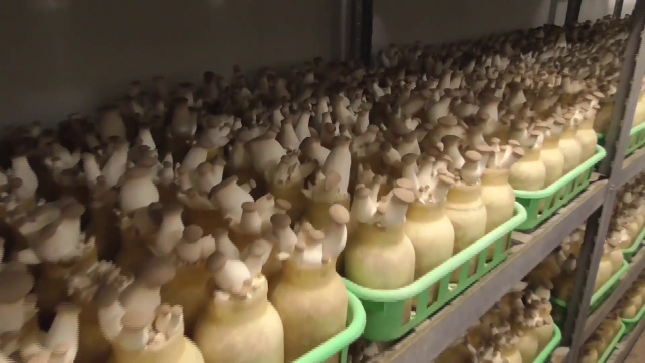 The Permaculture Student visits a Mushroom Farm