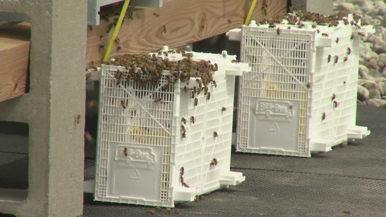 Honeybees buzzing in Green Bay