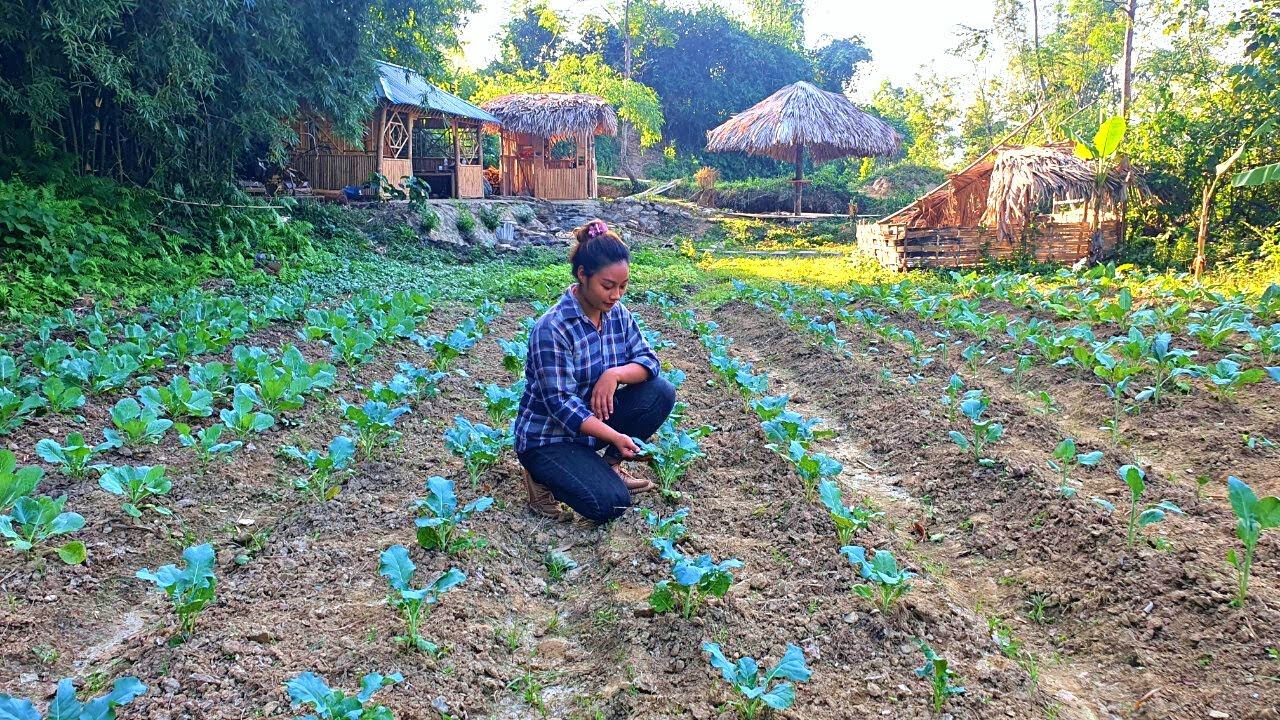 Lý Mai Farmer - Busy days at the farm tending the garden and harvesting rice