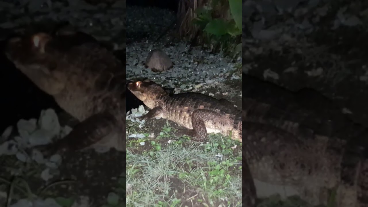 Cocodrilo babilla trigan&aacute; colombia golfo urab&aacute;.