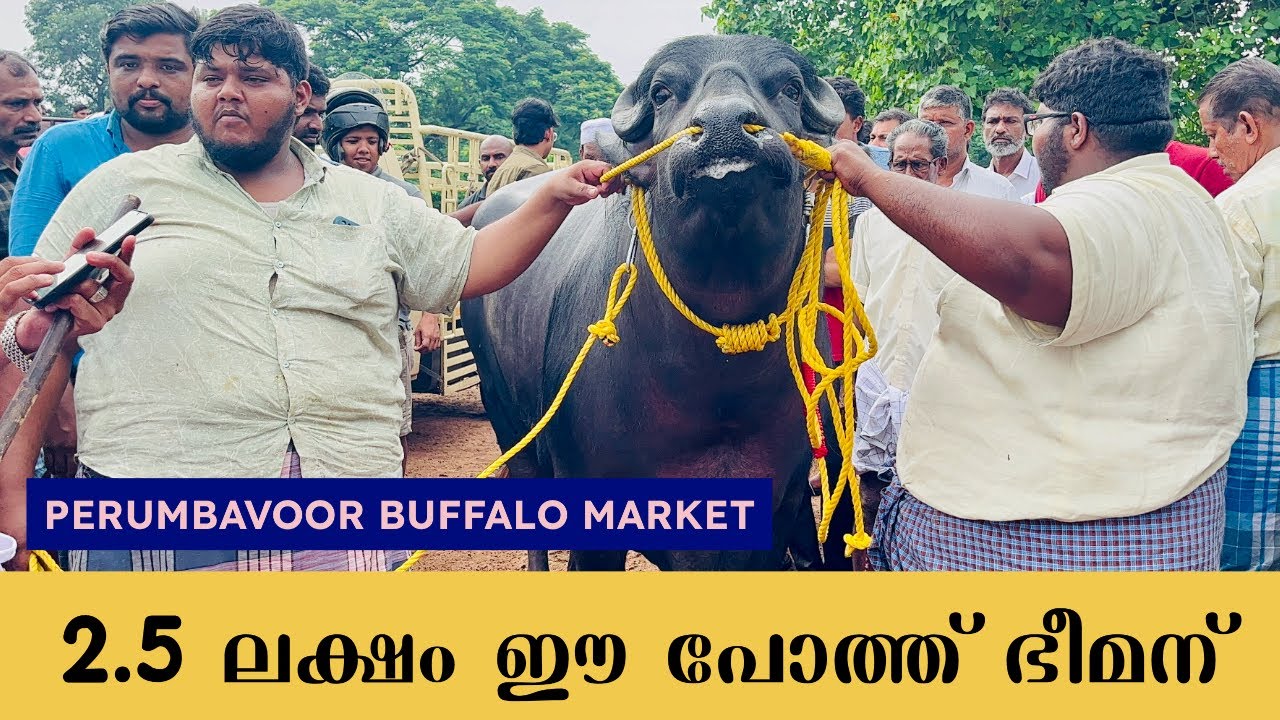 2.5 ലക്ഷത്തിന്റെ പോത്ത് പെരുന്നാൾ ചന്ത ഉഷാറാക്കി Perumpavoor Buffalo Market #cattlemarket #buffalo