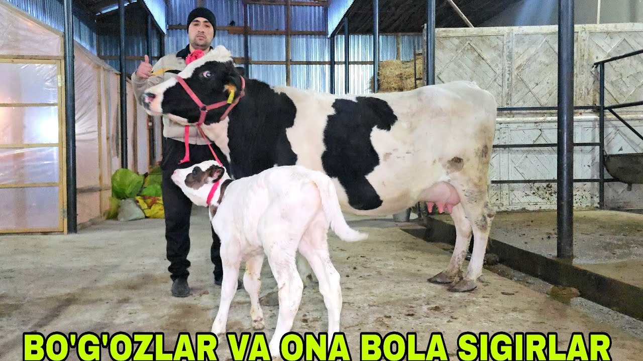 Ramziddin ukamizdan  yangi partiya ona bolarni zo'rlaridan keldi. 3 февраля 2026 г.