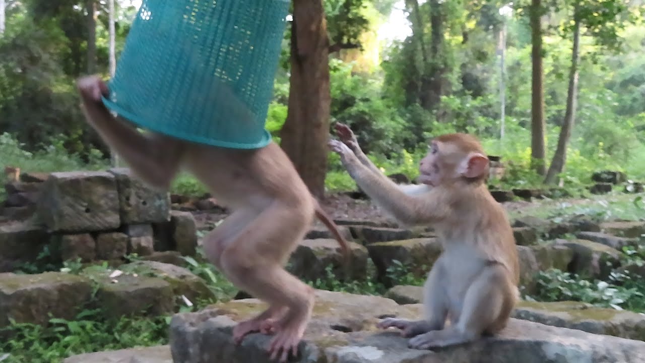 Ultimate funny monkey sovanna doing stupid things