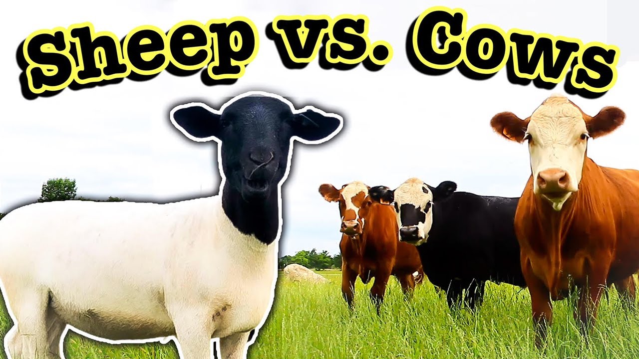 SHEEP vs. COWS: WHICH IS BEST FOR YOU? // Comparing Cattle Profitability | Micro Ranching for Profit