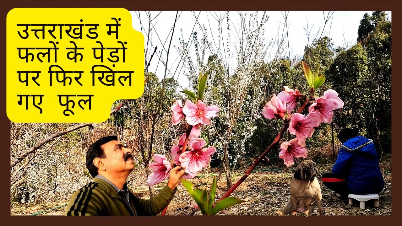 Fruit Trees in Our Pahadi Cottage of Uttarakhand | उत्तराखंड में  फलों के पेड़ों पर फिर खिल गए  फूल