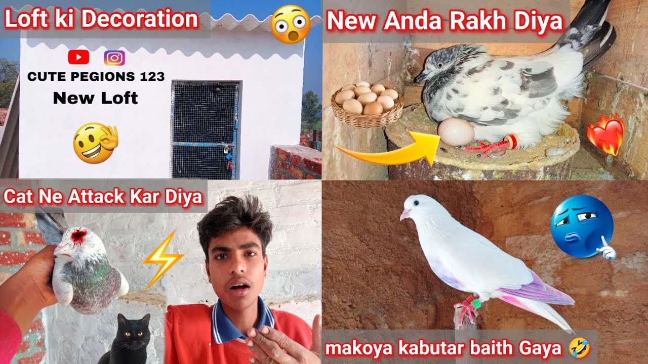 New Loft Update 🏠 | पुट्टी का काम पूरा ✅ | नई कबूतरी ने दिए अंडे 🥚 | Pigeon Vlog 2026