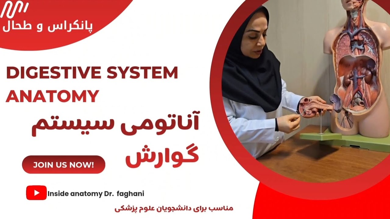 Digestive System Anatomy (طحال و پانکراس)آناتومی دستگاه گوارش