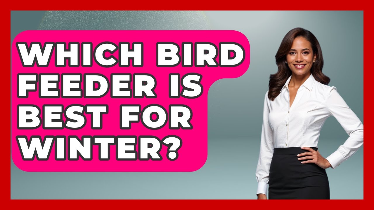 Which Bird Feeder Is Best For Winter? - Bird Watching Diaries