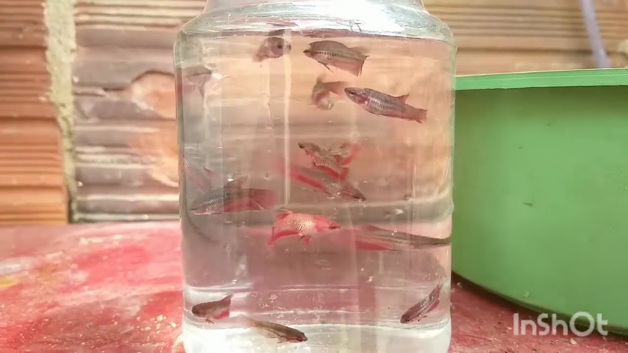 ALEVINOS DE BETTA