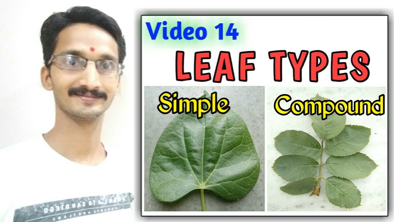LEAF TYPES : SIMPLE LEAF & COMPOUND LEAF || Types of Leaf with examples || Full topic || Hindi & Eng