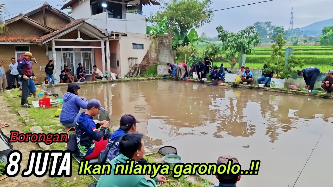 KOLAM KECIL DIBORONG 8 JUTA !! ada ikannya gak ya ??