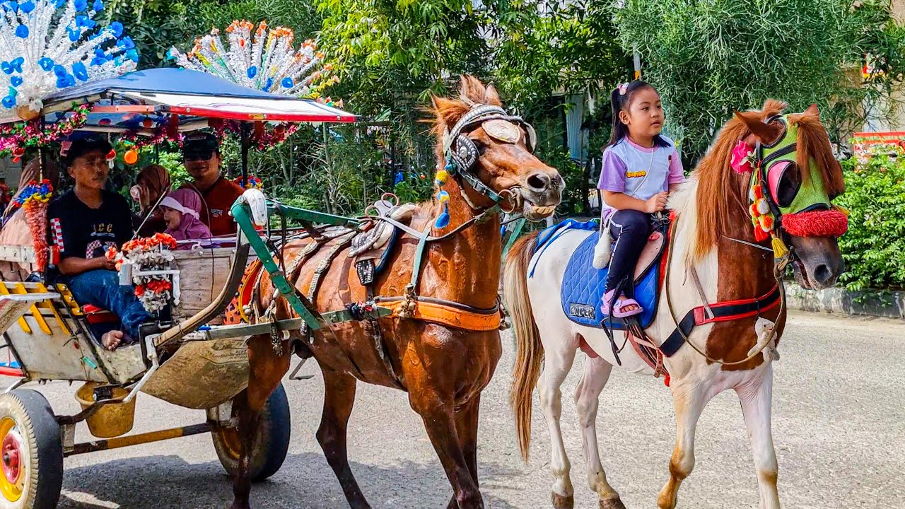 NAIK KUDA | KUDA DELMAN - KUDA | HORSE