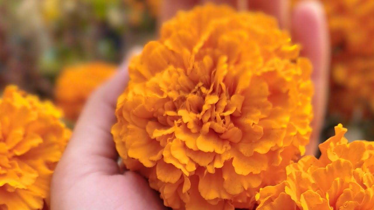 ~𝕾𝖓𝖊𝖍𝖊𝖗 𝕻𝖔𝖗𝖎𝖇𝖆𝖗~ is live! #trendingshorts #love #live #neet #jee #flowers #viral #funny #comedy