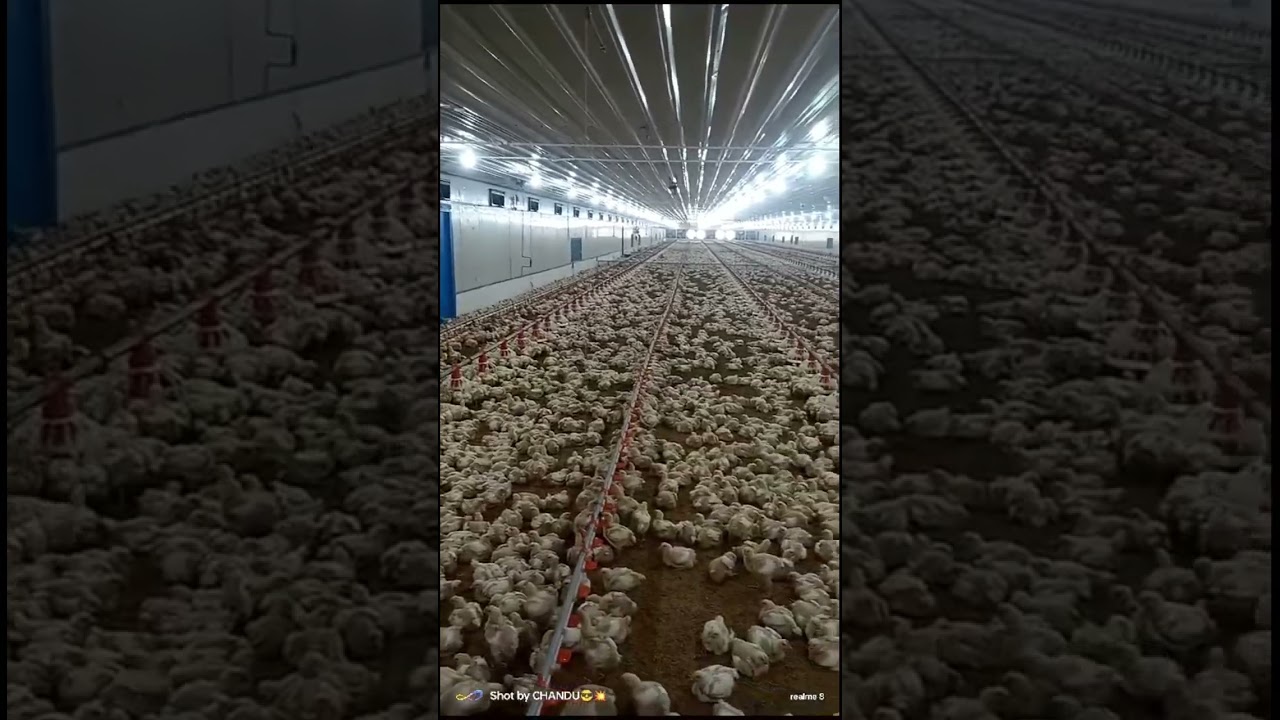 Ec poultry farm 25 k capacity #ecpoultry #poultry #livestockfarm #ecpoultryfarm #chicken #broiler