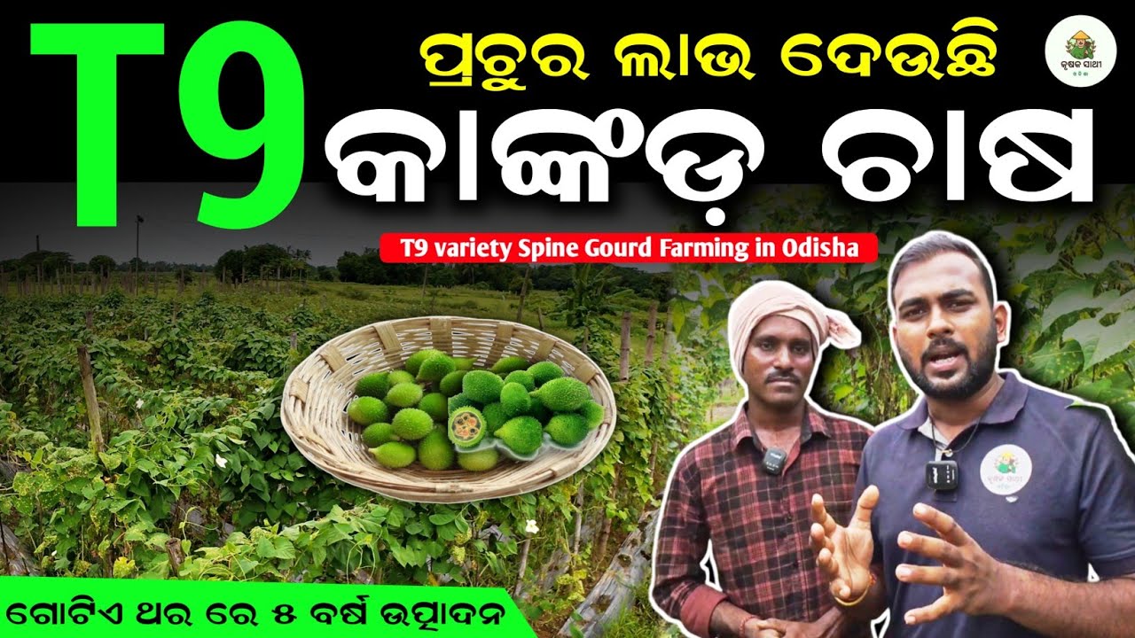 Spine Gourd Farming in Odisha | Kankada Chasa Full Guide | Profitable Vegetable Farming Tips”