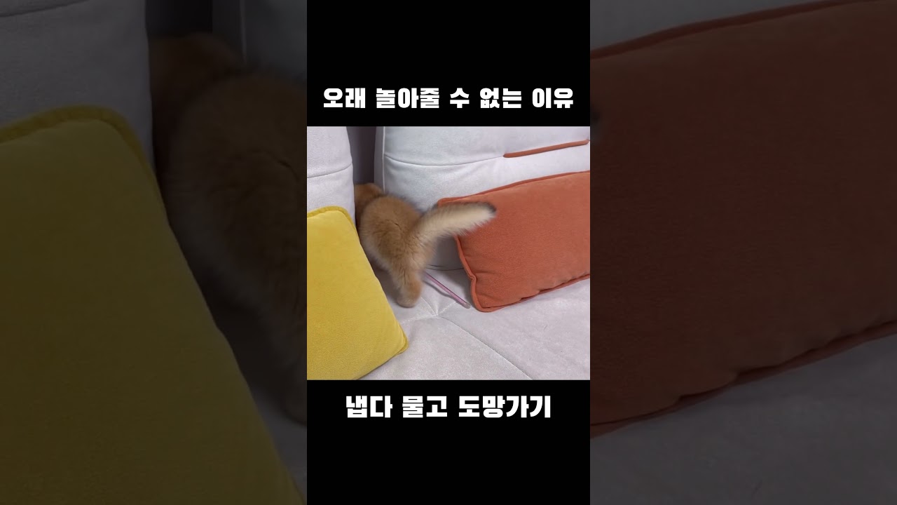 오래 놀아줄 수 없는 이유🥹