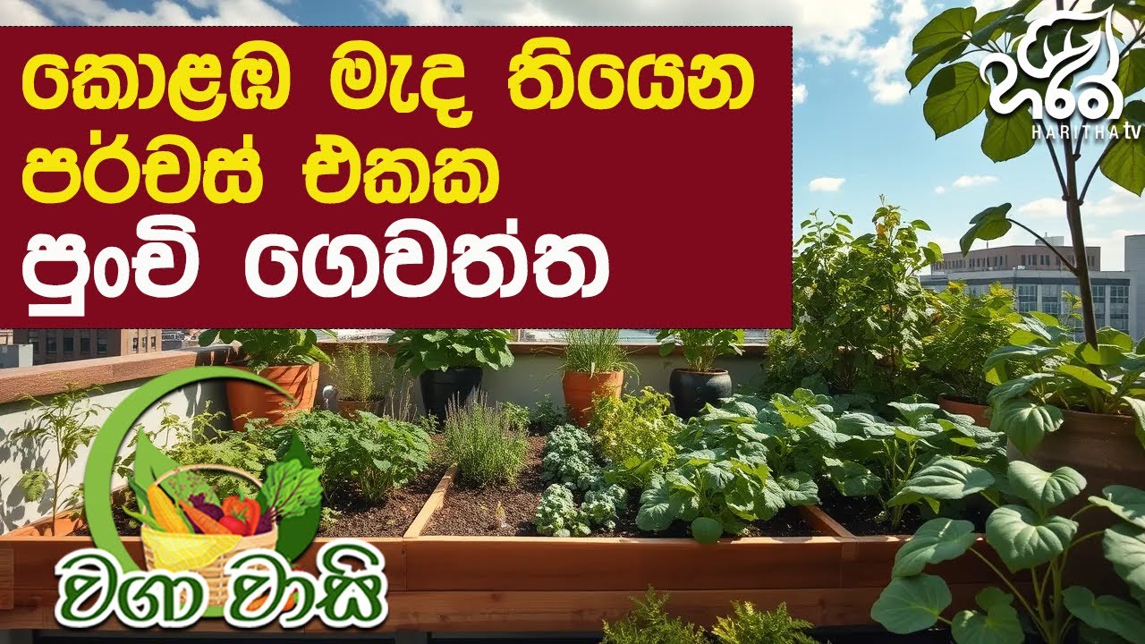 වගා කරන්න ඉඩ නෑ කියන අය මෙහෙම වගා කරලා බලමු  | Haritha Tv | Waga Wasi | Home garden