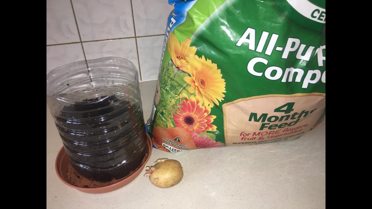 Sida Baradhada Loo Beero Tankale Soomaalidu Waa In Ay Beertan Baradhada