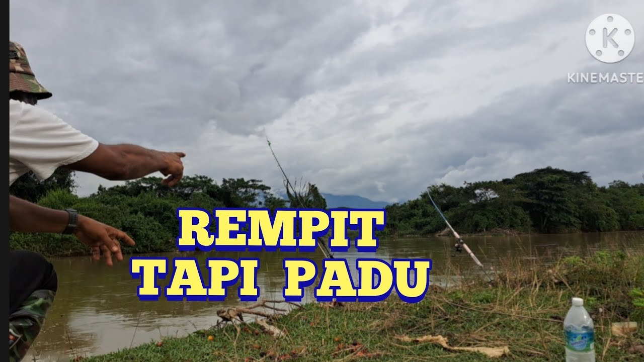 Jelawat sungai kinta.