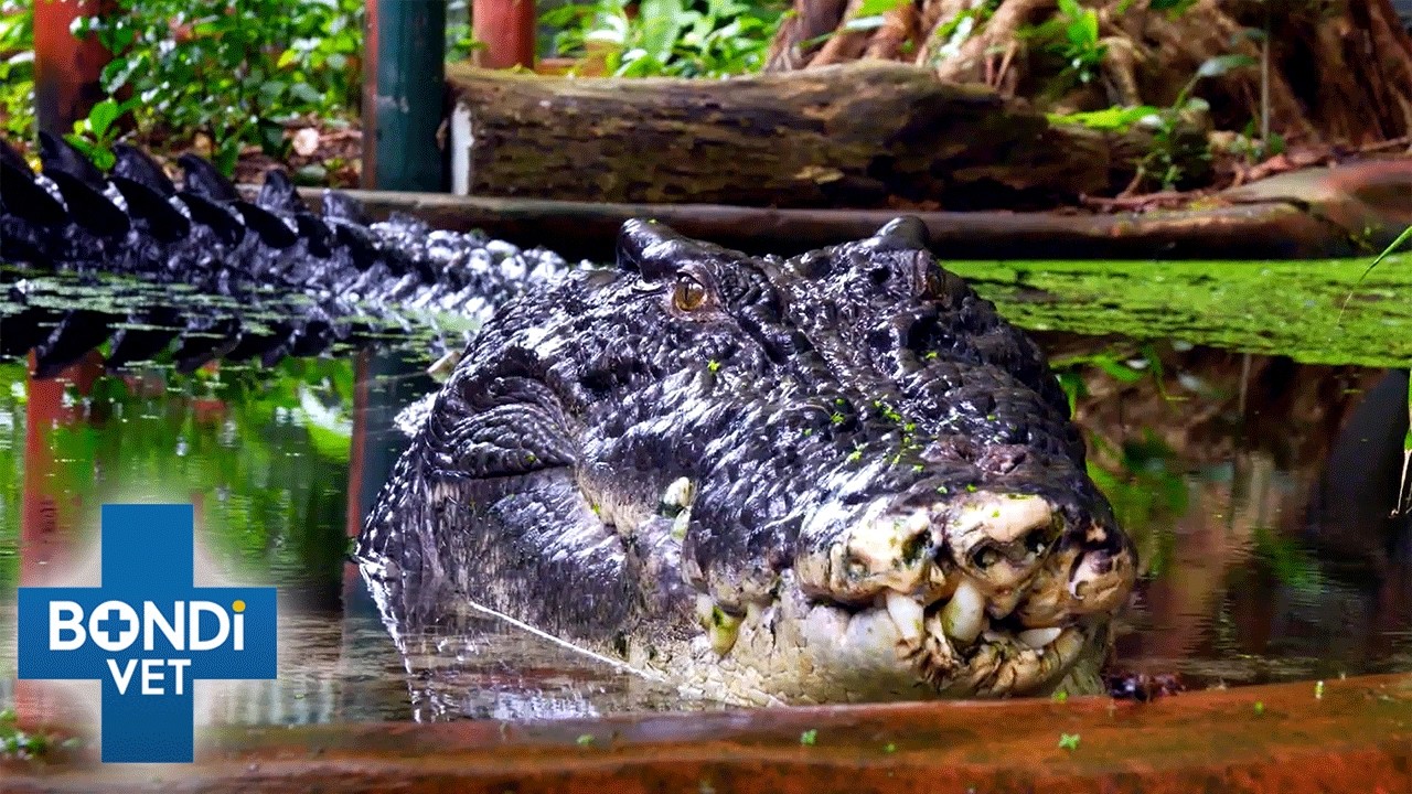 Remembering 110-year-old Cassius 💔 Largest Crocodile In Captivity 🐊 Bondi Vet