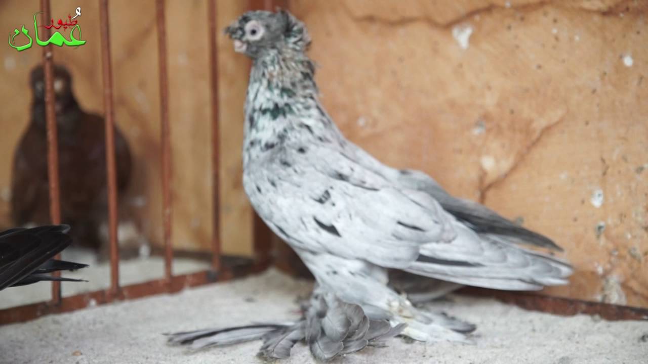 لقاء مع مربي حمام الأوزبك الفاضل فهد العبدلي Uzbek Pigeon
