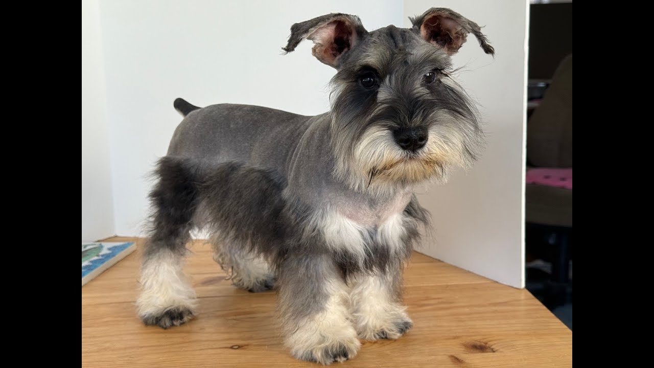 Miniature Schnauzer puppy 6-4 female