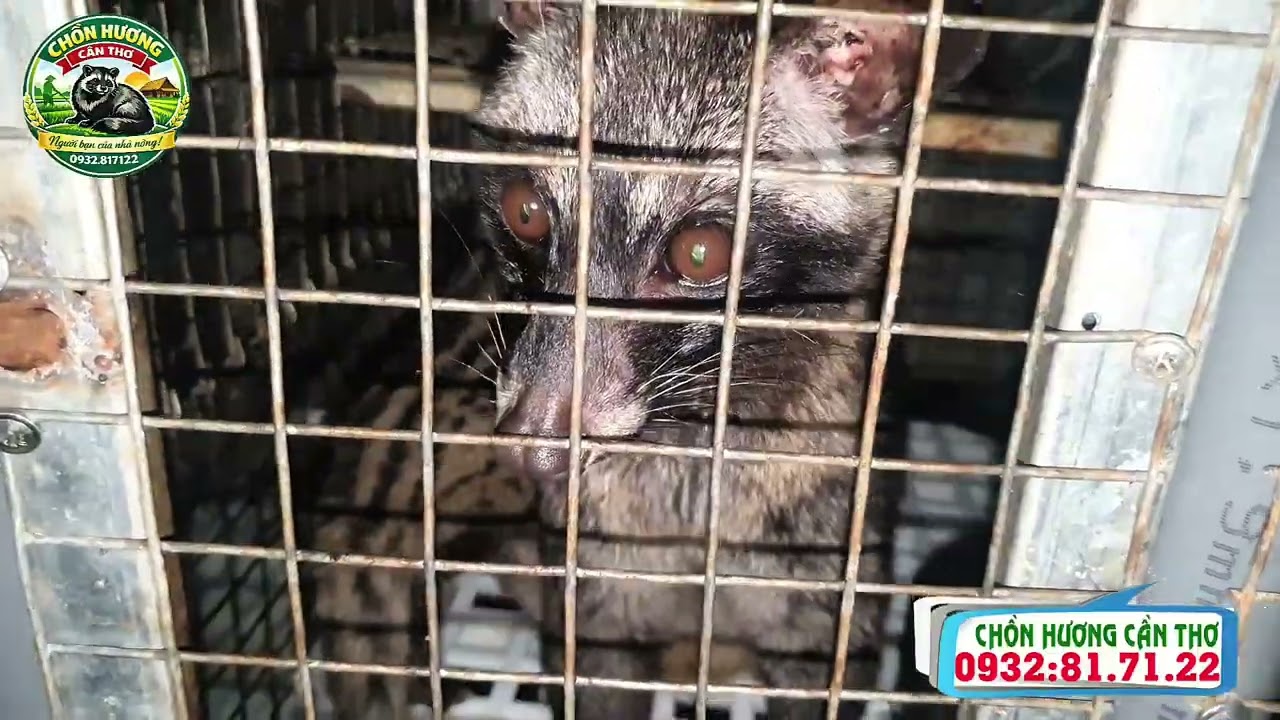 Tại sao chồn mẹ tách bầy đã lâu không lên giống? | Kỹ thuật nuôi chồn hương | Chồn hương Cần Thơ