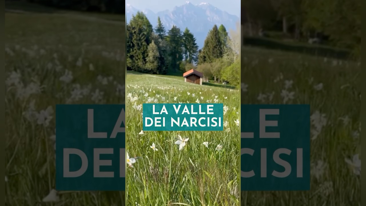 LO SPETTACOLO DEI NARCISI IN VALBELLUNA #dolomiti #dolomiten #dolomiten #fiori #blumen #flowers