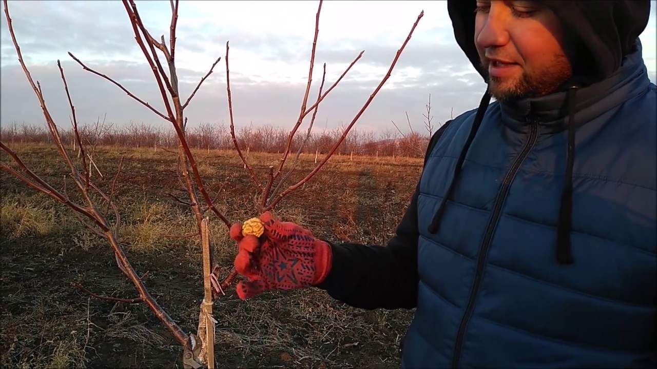 /FORMAREA COROANEI/ Pescianski, anul 3-4. Формировка Песчанского. Dec.2018.