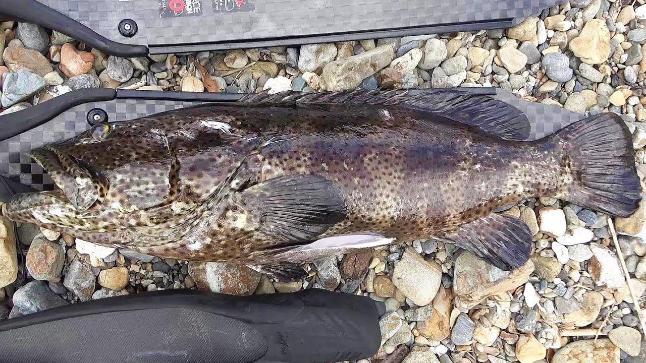 巨大ヤイトハタの味の実際