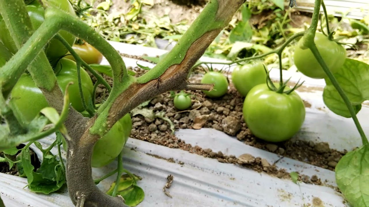 botrytis control