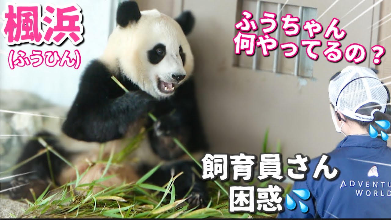 【パンダアイドル楓浜】バックヤードへ一歩入りやっぱり辞めた！自由すぎる🐼の不思議行動💦