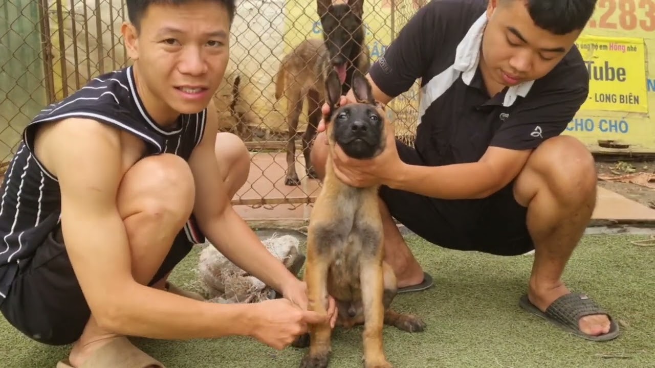 Thanh lý chó becgie bỉ đực choai 5 tháng cho các bác về nuôi huấn luyện