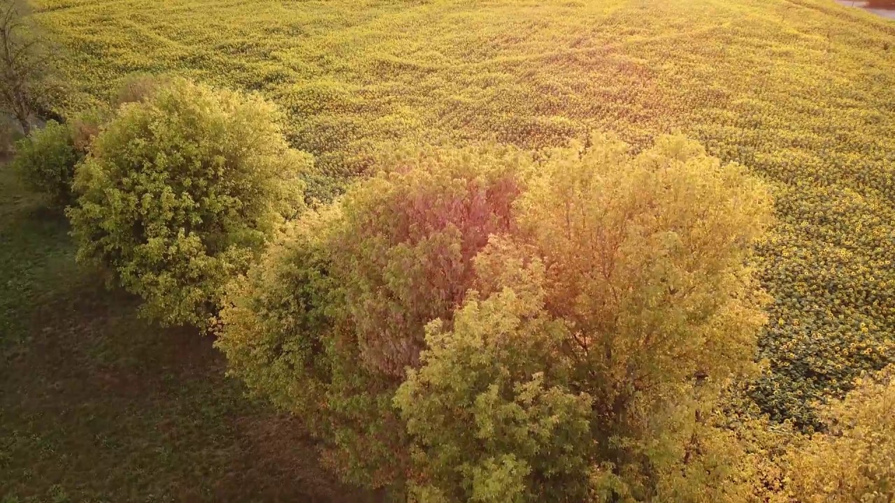 Sonnenblumenfeld am Abend in 4k