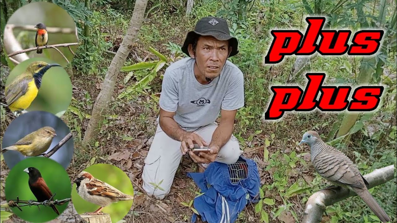mikat perkutut, mengunakan pulut dgn pikat ranting @GALIH BG