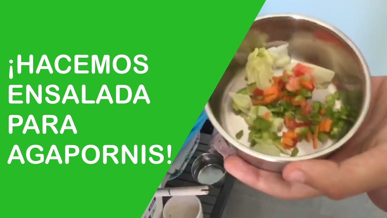 Ensaladas para agapornis