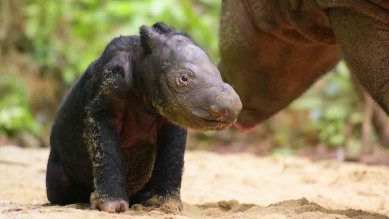Birth of Sumatran Rhino Calf Celebrated at Sanctuary in Indonesia