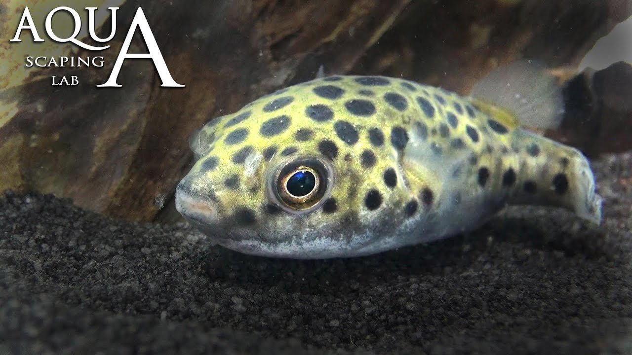 Aquascaping Lab - Green Spotted Dwarf Pufferfish, Tetraodon fluvialitis description / pesce palla