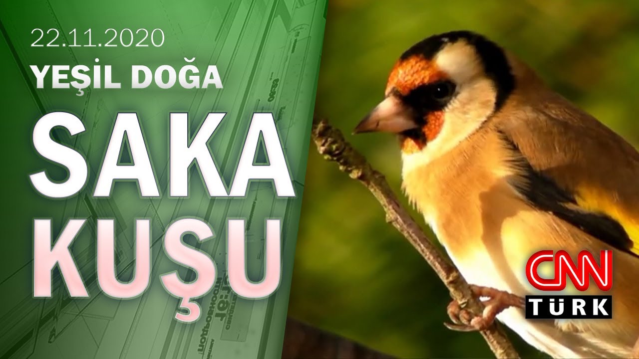 Saka kuşunu yasak olmasına rağmen besleyen insanların hikayesi - Yeşil Doğa 22.11.2020 Pazar