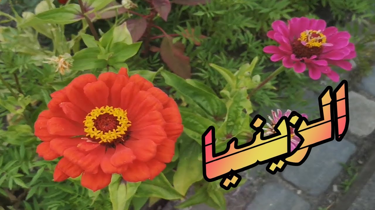 زراعة بذور الزينيا Zinnia elegans