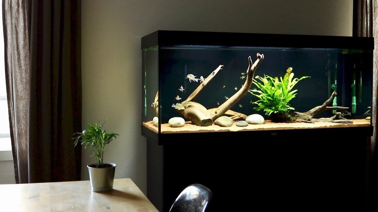 120 Gallon Geophagus Tapajos Red Head Aquarium & Tank Mates