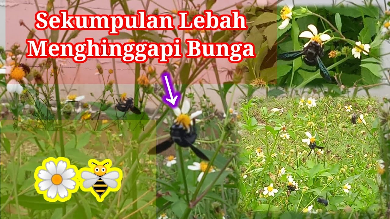 SEKUMPULAN LEBAH MENGHINGGAPI BUNGA BUNGA