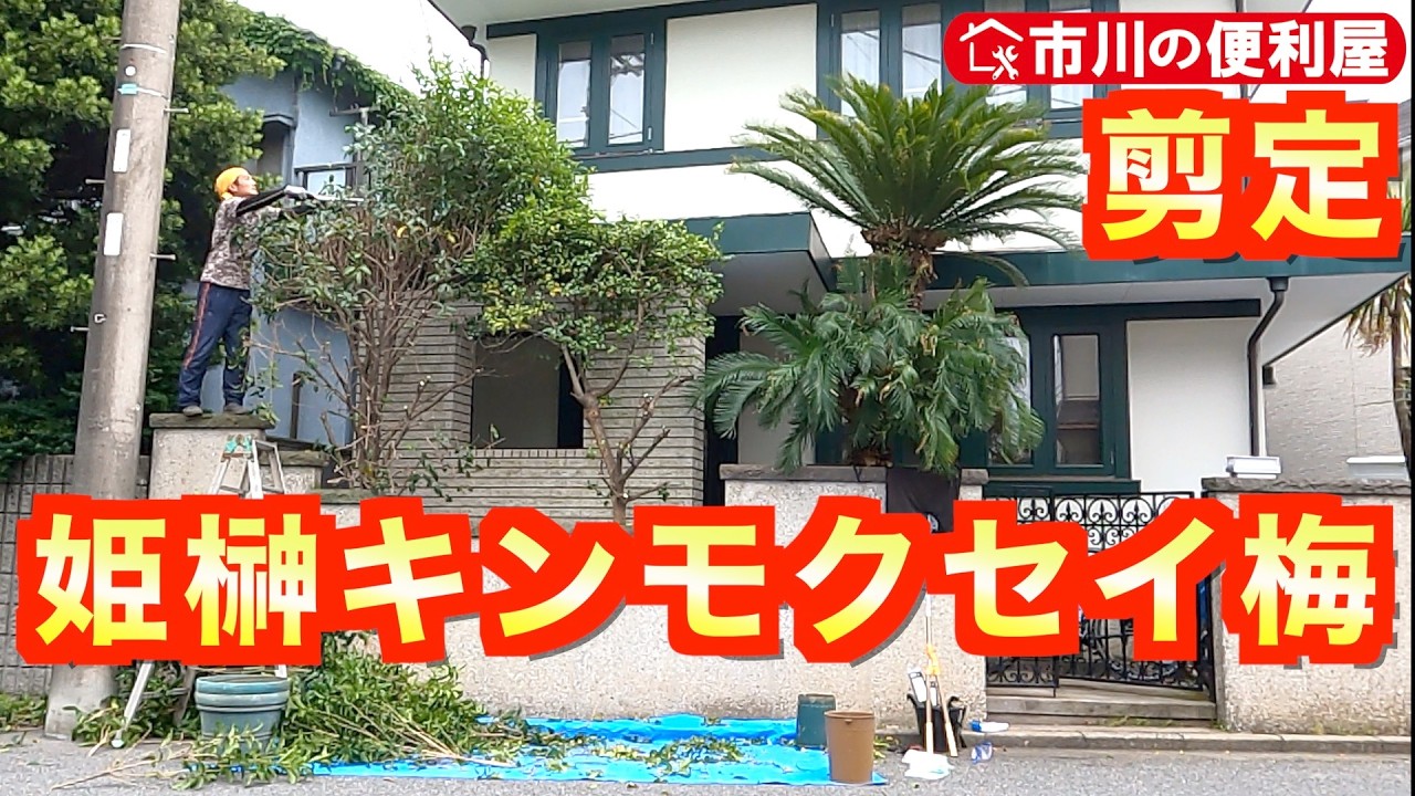 【庭木剪定２件】姫榊キンモクセイ梅枝透かし🌲公道に飛び出した枝葉をスッキリ🌴太枝切りバサミ大活躍✄千葉県市川市の便利屋！各作業料一覧、お問い合わせ先は概要欄をご覧下さい！