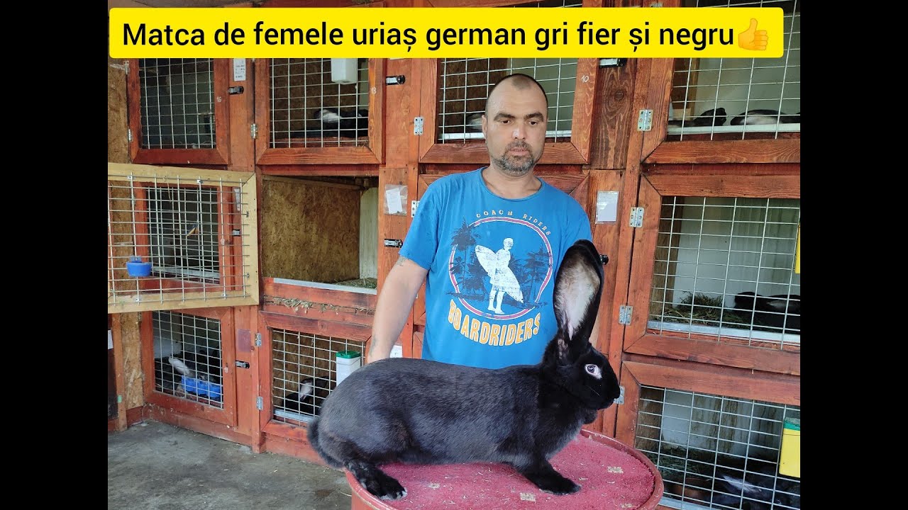Partea a doua -Vizita la Călărași la Ionuț icnej, prezentare femele Uriaș german gri fier și negru 👍