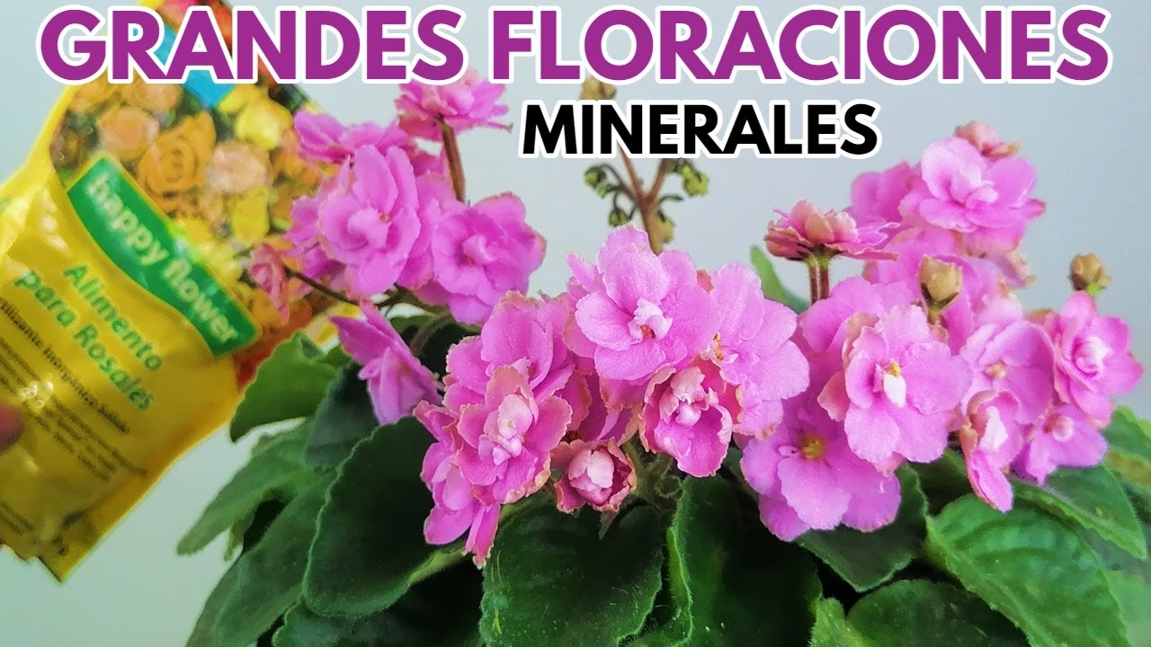 como lograr que florezcan las violetas africanas chuyito jardinero