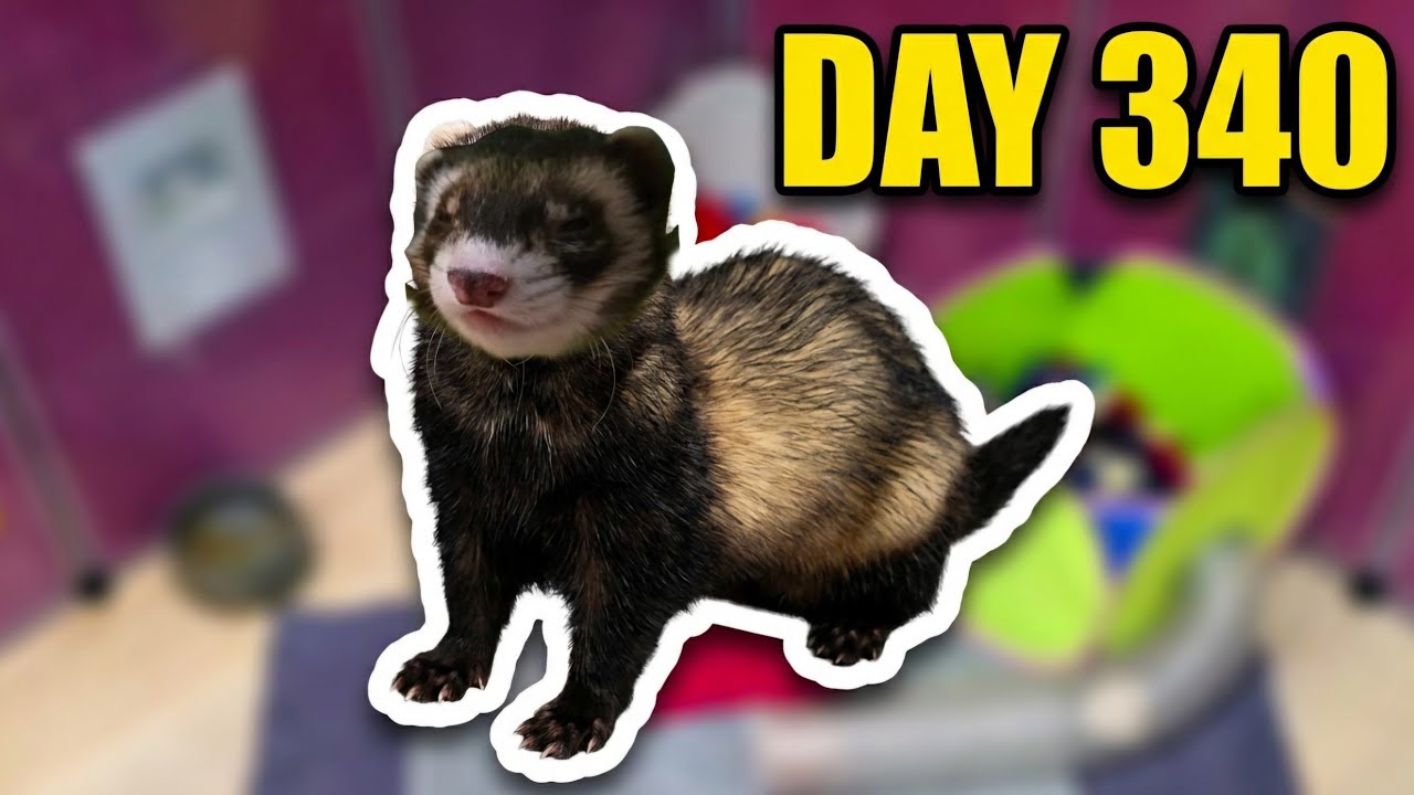 ⭐️ Life With 4 Ferrets 🐾 &ndash; LIVE! 💪💪💪💪 Hosted by 🎤 @CritterDaddy ⭐️
