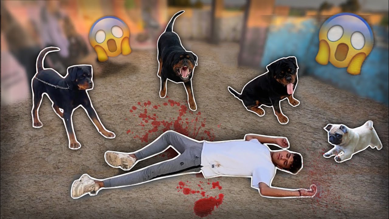 تحدي مين اسرع كلب ينقذني في كلابي | مقلب الموت 😱
