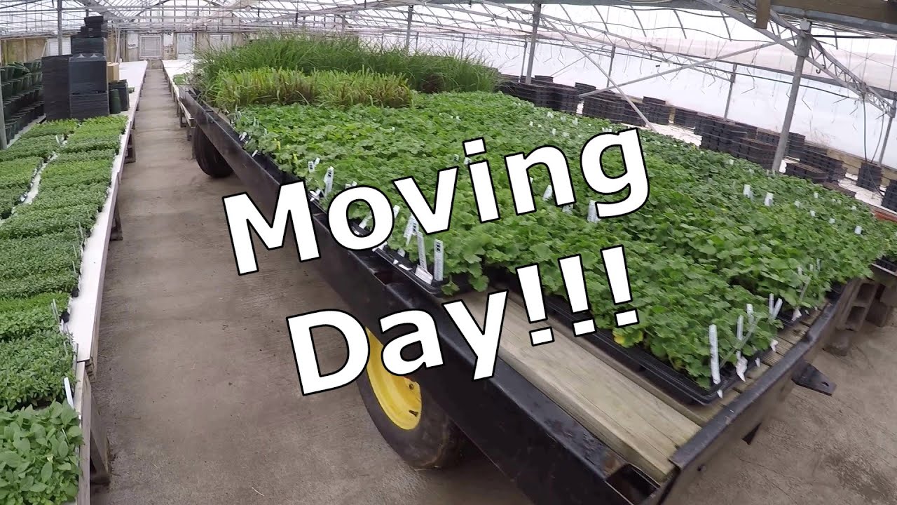 From one greenhouse to another! (farm vlog #24)